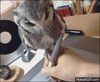 Buho sobre el lápiz de la tableta